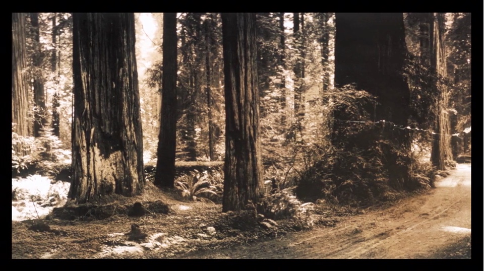 Screenshot of All This Can Happen by Siobhan Davies and David Hinton, 2012. “Gods Handiwork” 1912 (S U Bunnell). Courtesy of Library of Congress Prints and Photographs.